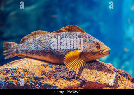 Ein rot gelb große Fische in blaues Wasser, bunte Unterwasserwelt, Copyspace für Text, Hintergrund Stockfoto