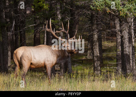 Ein rastender Trophäenstelch, Cervus canadensis, neben dunklem Holz. Stockfoto