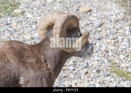Ein voll gewellte Dickhornschafe, Ovis canadensis, Widder, der durch sein Horn guckt. Stockfoto