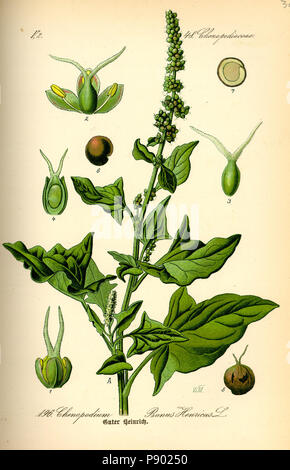 . 336 Abbildung: schisandra Bonus-HENRICUS 0 Stockfoto