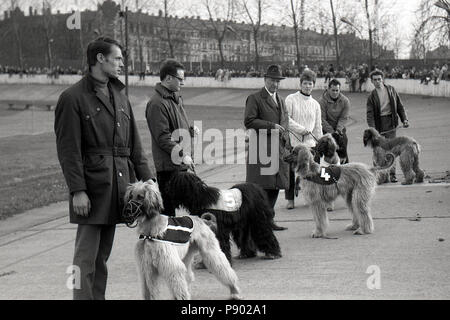 Dresden, DDR, Inhaber der Afghanischen Windhunde vor einem Greyhound Race auf dem ehemaligen Radweg Johannstadt Stockfoto