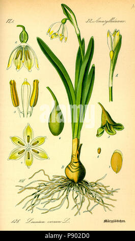 . 337 Abbildung: Leucojum vernum 0 Stockfoto