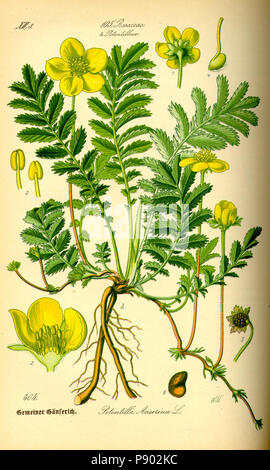 . 337 Abbildung: Potentilla anserina 0 Stockfoto