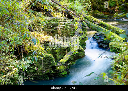 Fluss, der durch einen grünen Wald im Norden der Insel von Neuseeland Stockfoto