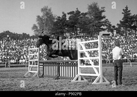 VE Hengstdepot Moritzburg, Springveranlagter Warmblut Hengst in den Kurs an der Moritzburg Hengst Parade Stockfoto