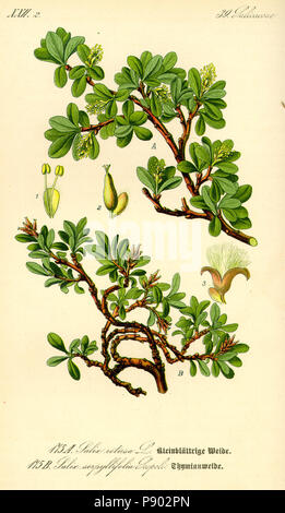 . 338 Abbildung Salix serpyllifolia 0 Stockfoto