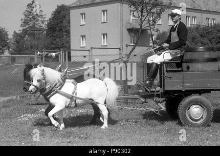 Moritzburg, DDR, junge liefert Bier mit einem Warenkorb von Shetland Ponys gezeichnet Stockfoto