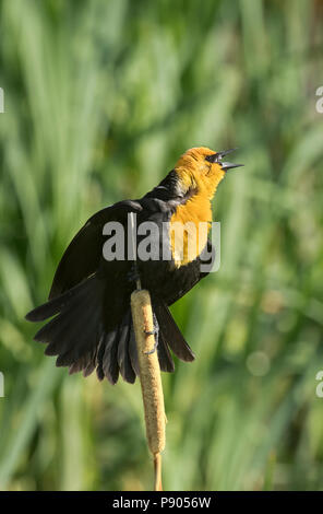 Yellow-headed blackbird, Montana Stockfoto