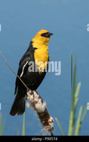 Yellow-headed blackbird, Montana Stockfoto