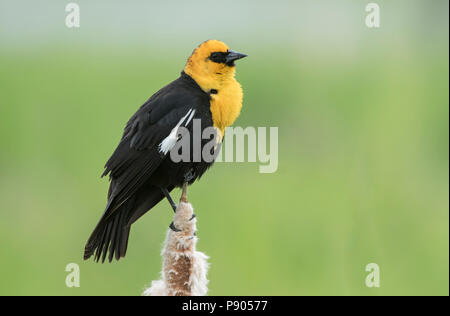 Yellow-headed blackbird, Montana Stockfoto