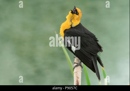 Yellow-headed blackbird, Montana Stockfoto