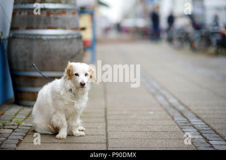 Hund an der Leine an einen Store Tür warten geduldig auf seinen Master in Bremen gebunden, Deutschland Stockfoto