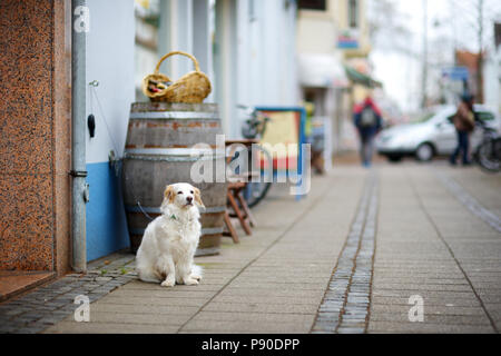 Hund an der Leine an einen Store Tür warten geduldig auf seinen Master in Bremen gebunden, Deutschland Stockfoto