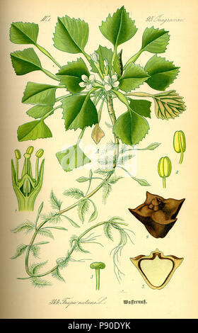 . 339 Abbildung Trapa natans 0 Stockfoto