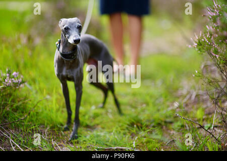 Süße italienische Windhund auf einem Spaziergang im Wald Stockfoto