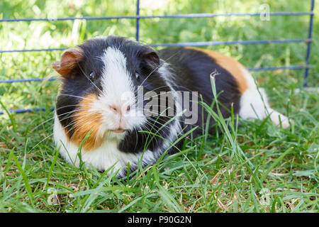 Meerschweinchen liegend im Gras unter einem Draht-einzäunung Stockfoto