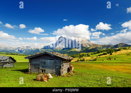 Kühe auf der Seiser Alm, der größten Hochalm Europas, atemberaubenden Rocky Mountains im Hintergrund. Südtirol Provinz von Italien, Dolo Stockfoto