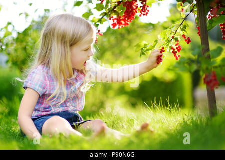 Süße kleine Mädchen Kommissionierung rote Johannisbeeren in einem Garten an warmen und sonnigen Sommer Tag Stockfoto