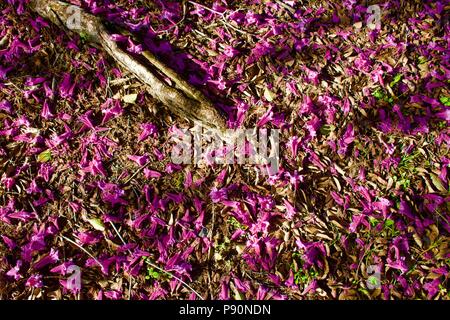 Gefallenen Blüten der Rosa Trompete Baum (Tabebuia impetiginosa) Teppich den Boden rund um die Basis der Bäume trunk Stockfoto