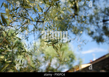 In der Nähe von wunderschönen Olive Tree Branch mit winzigen Olive auf es Stockfoto