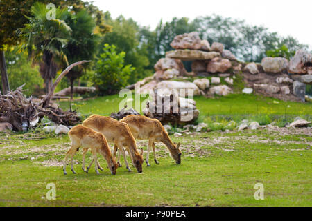 Gruppe von drei Rehe füttern im Parco Natura Viva Zoo in der Nähe von Gardasee in Italien Stockfoto