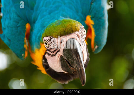 Papagei. Bunte Vögel. Wildes Leben Stockfoto