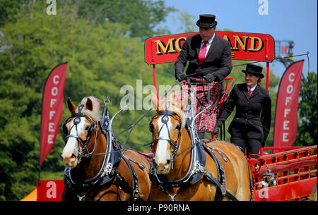 Guildford, England - 28. Mai 2018: Dray oder offenen hölzernen Wagen gehörenden Brauerei Morland, von zwei bay Shire pferde in traditionelle Leder gezogen Stockfoto