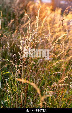 Sunlit wilde Gräser, UK, England, Großbritannien Stockfoto