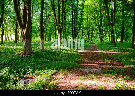 Buche natur Baum Wald durch Sonnenstrahlen durch Nebel beleuchtet. Stockfoto