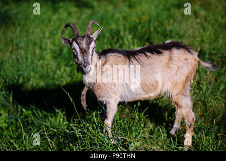 Weiße Ziege weiden auf einer grünen Wiese an einem sonnigen Tag. Stockfoto