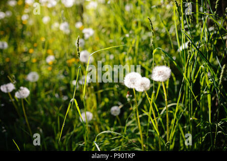 Löwenzahn im nassen Gras mit Tau Rasen backround. Stockfoto