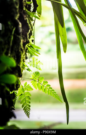 Nahaufnahme von Moos und Farnen wächst in einem Baum. Stockfoto