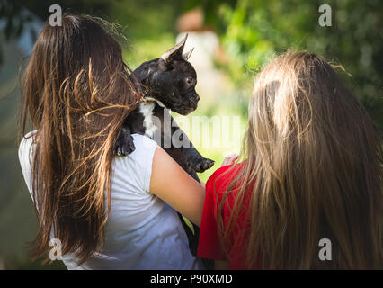 Junge hübsche Mädchen mit französische Bulldogge Welpen Stockfoto