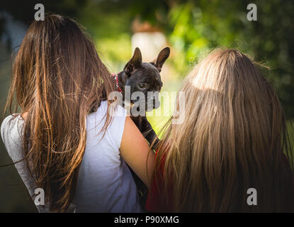 Junge hübsche Mädchen mit französische Bulldogge Welpen Stockfoto