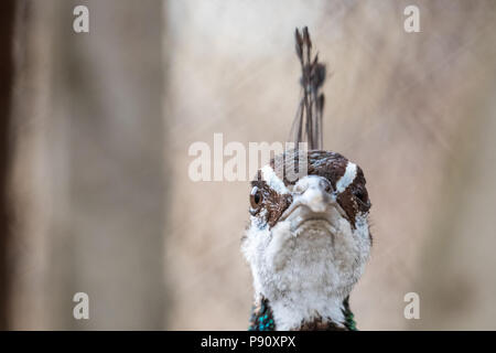 Schön neugierig männlichen Pfau, Porträt mit seinen Augen starrten in die Kamera Stockfoto