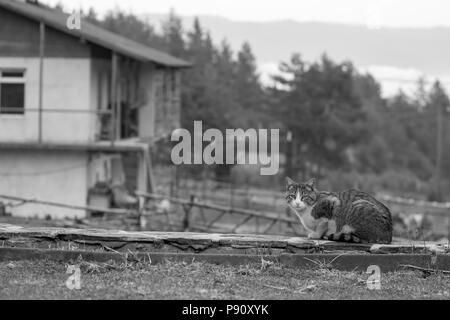 Traurige Katze im Garten sieht in die Kamera, Schwarz/Weiß-Bild Stockfoto