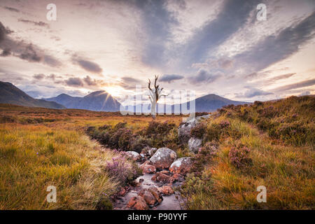 Ein einsamer Baum, gut zu Fotografen bekannt, von einem Bach auf Rannoch Moor, Schottland. Buchaille Etive Mhor im Hintergrund. Stockfoto