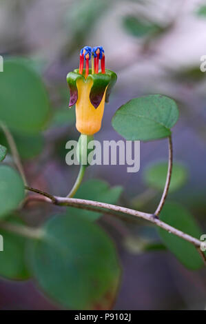 In der Nähe des bunten Pinkfarbene procumbens Stockfoto