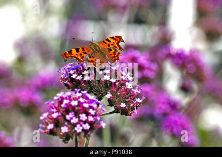 Das Komma Schmetterling in einem Land Cottage Garden Stockfoto