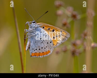Großer Kupfer (Lycaena dispar) endemisch Schmetterling der Niederlande zu juncus Stammzellen Stockfoto