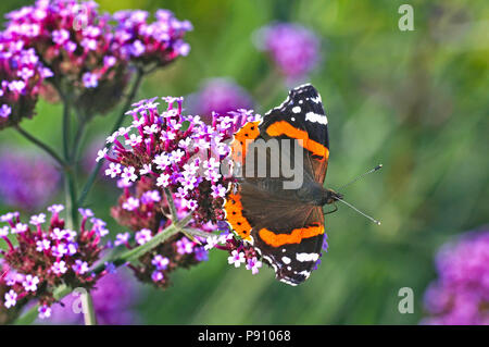 Red Admiral Schmetterling auf einer Verbena Bonariensis in einem Cottage Garden Stockfoto