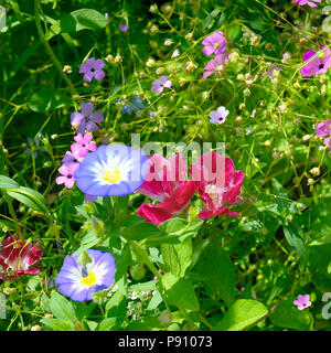 Schöner Hintergrund der Gartenblumen Stockfoto