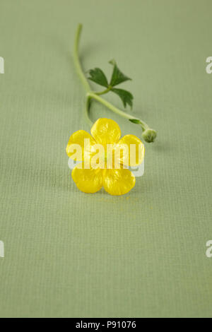 Buttercup auf grünem Hintergrund Stockfoto
