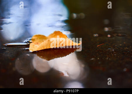 Gelbe tree leaf Floating in der Pfütze nach regen Stockfoto