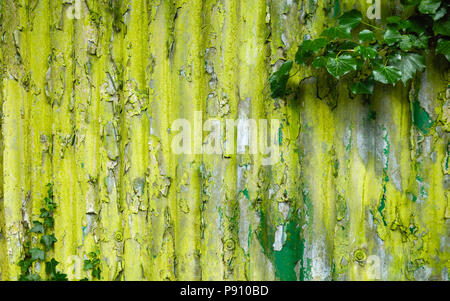 Abblätternde Farbe und wilden Efeu wächst an verlassenen Gebäude Wand im Sommer in ländlichen Beverley, Yorkshire, UK. Stockfoto