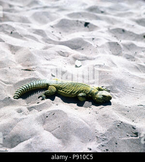 Grüne Eidechse liegen oder sich in den feinen Sand am Strand. in der heißen Sonne. Stockfoto