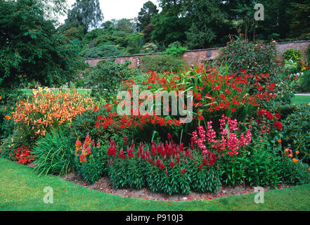 Rote Blume Grenze mit crocosmia, pieris und antirrhinum in einem Land, Garten Stockfoto