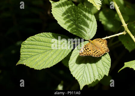 Ceriagrion tenellum (Silber-gewaschen Fritillary) Stockfoto