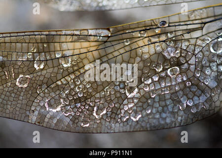 Nahaufnahme der Flügel eines Azure Hawker, Dragonfly, Aeshna caerulea, Schottland, Großbritannien Stockfoto