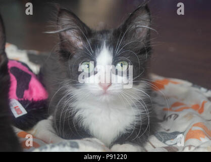 Eine flauschige schwarze und weiße Katze legt auf ein Baby Decke. Stockfoto